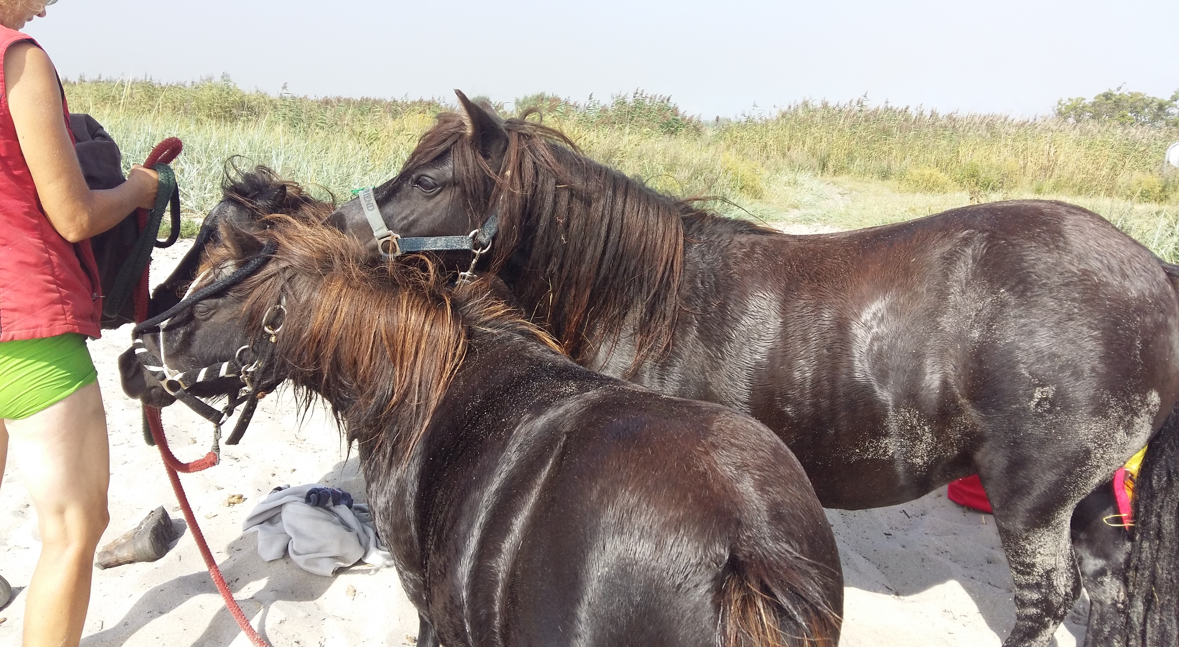 hestemassage Hestekundskab brn ridetur ridning pony dragr